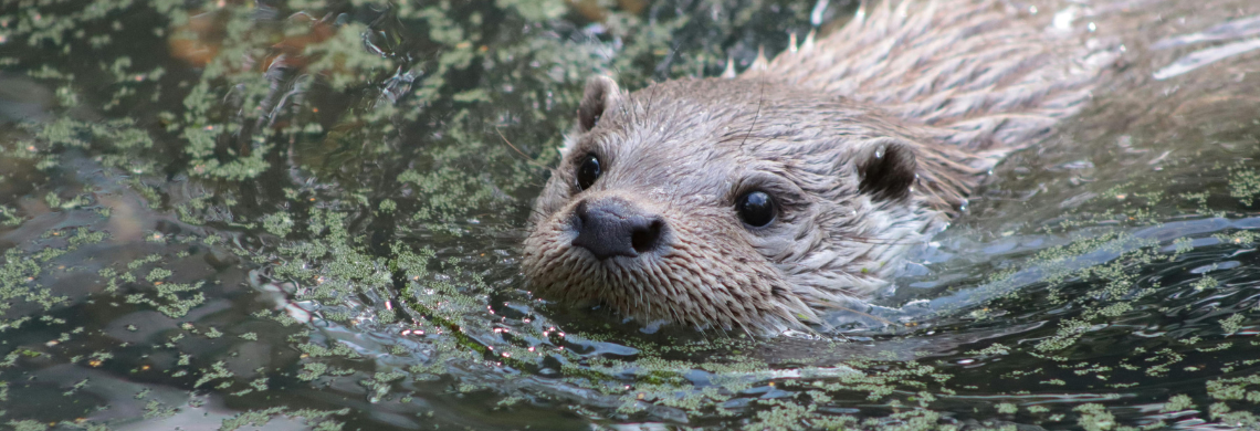 Fischotter im Wasser